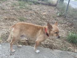 Found/Stray Male Dog last seen Corner of Frost St and McPherson Ave, Laredo, TX 78040