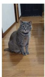 Lost Female Cat last seen S.Albany & W. Cullerton, Chicago, IL 60608
