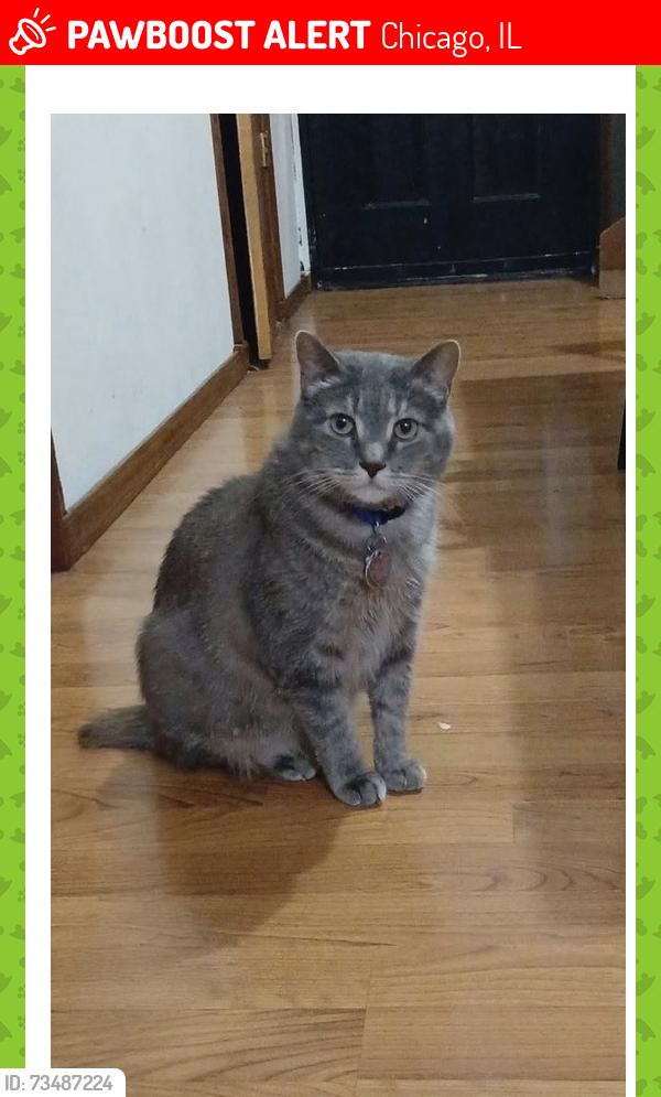 Lost Female Cat last seen S.Albany & W. Cullerton, Chicago, IL 60608