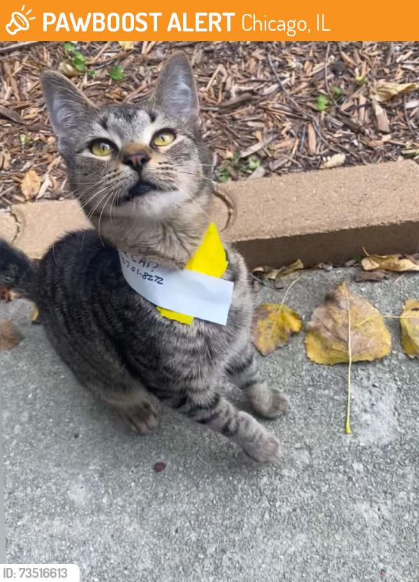 Found/Stray Male Cat last seen Washington & Leavitt St., Chicago, IL 60612