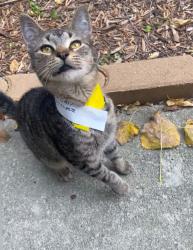 Found/Stray Male Cat last seen Washington & Leavitt St., Chicago, IL 60612