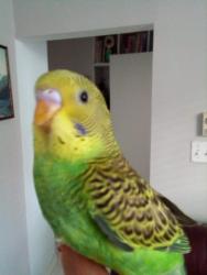 Lost Female Bird last seen des carrieres in Rosemont-Petite Patrie, Montréal, QC 