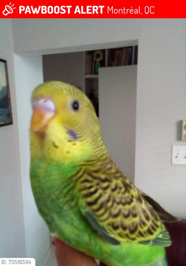 Lost Female Bird last seen des carrieres in Rosemont-Petite Patrie, Montréal, QC 