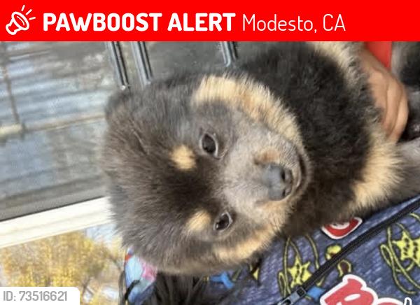Lost Male Dog last seen Mchenry, Modesto, CA 95350