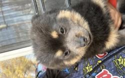 Lost Male Dog last seen Mchenry, Modesto, CA 95350