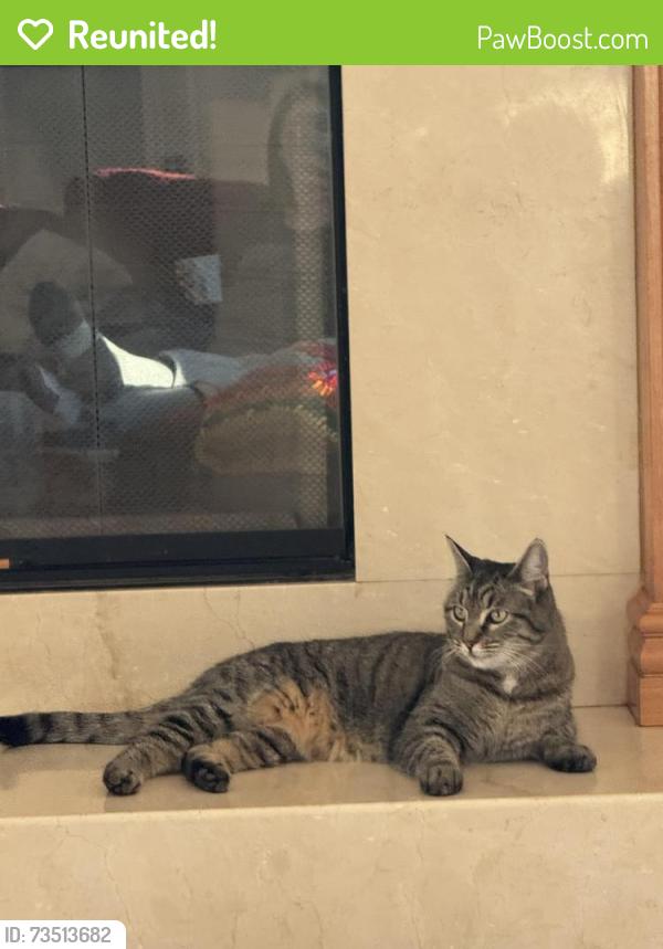 Reunited Female Cat last seen Yarrow circle, Superior, CO 80027