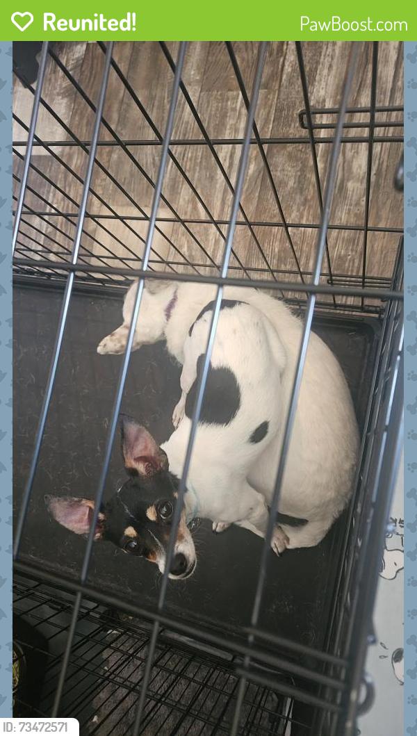 Reunited Male Dog last seen Harris Ave and Mojave Rd, Las Vegas, NV 89101
