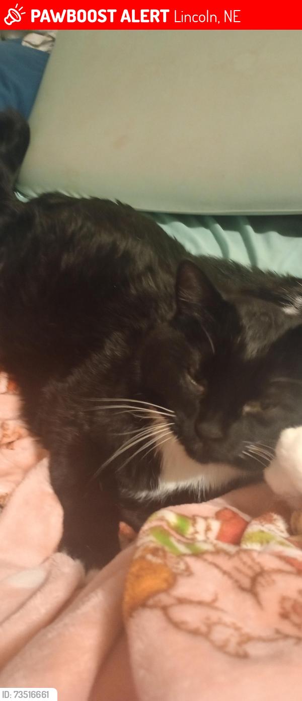 Lost Male Cat last seen 48th and vandoorn, Lincoln, NE 68506