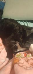 Lost Male Cat last seen 48th and vandoorn, Lincoln, NE 68506