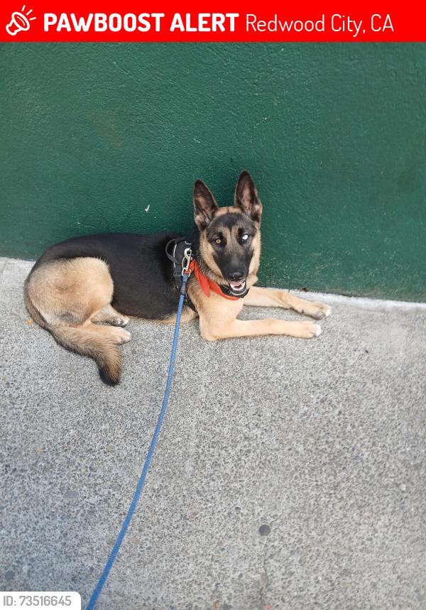 Lost Female Dog last seen Whole Foods Redwood.City, Redwood City, CA 94062