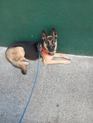 Lost Female Dog last seen Whole Foods Redwood.City, Redwood City, CA 94062