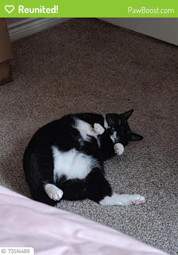 Reunited Female Cat last seen Reserve at Quebec apmts, Fort Worth, TX 76135