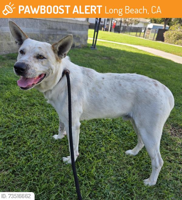 Found/Stray Male Dog last seen Near Senasac Ave, Long Beach, CA 90815, Long Beach, CA 90815