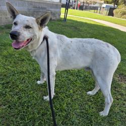 Found/Stray Male Dog last seen Near Senasac Ave, Long Beach, CA 90815, Long Beach, CA 90815
