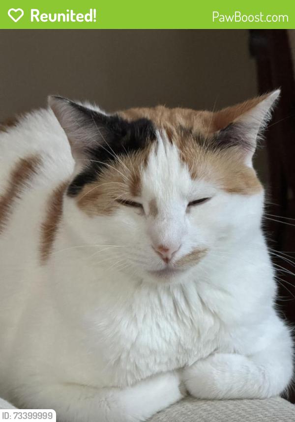 Reunited Female Cat last seen Frankford Rd & Roehampton, Dallas, TX 75252