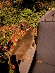 Found/Stray Male Cat last seen Stonewall street, Winston-Salem, NC 27105