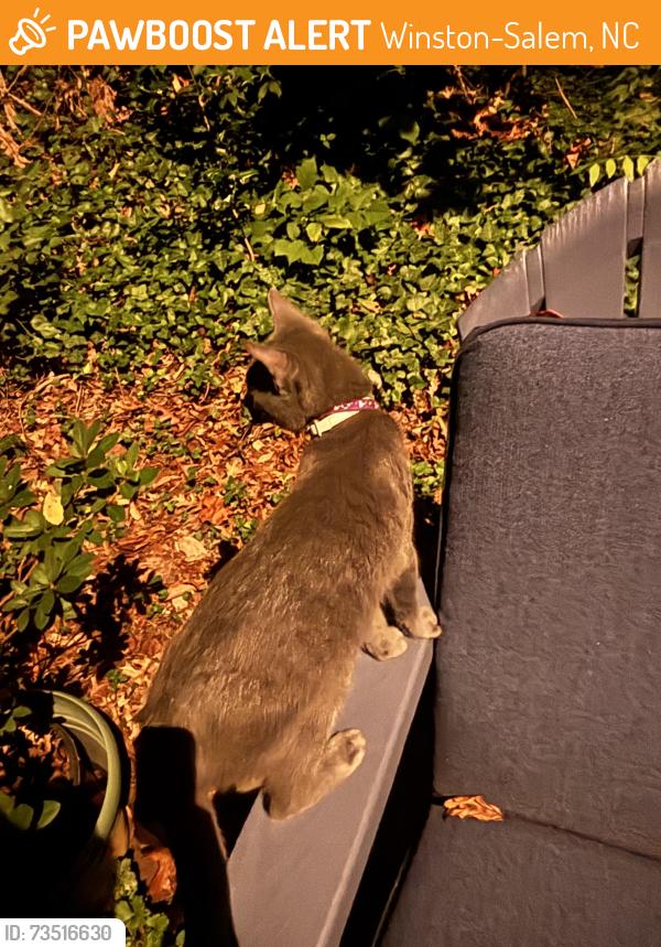 Found/Stray Male Cat last seen Stonewall street, Winston-Salem, NC 27105