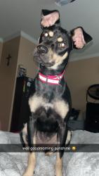 Lost Female Dog last seen Lofton rd, mount vernon, weaver rd, citronelle, creola, axis, Bucks, AL 36512