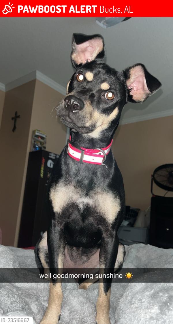 Lost Female Dog last seen Lofton rd, mount vernon, weaver rd, citronelle, creola, axis, Bucks, AL 36512