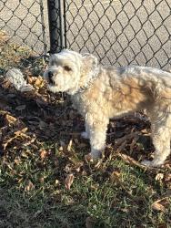 Found/Stray Unknown Dog last seen Near and pacific, Omaha, NE 68114