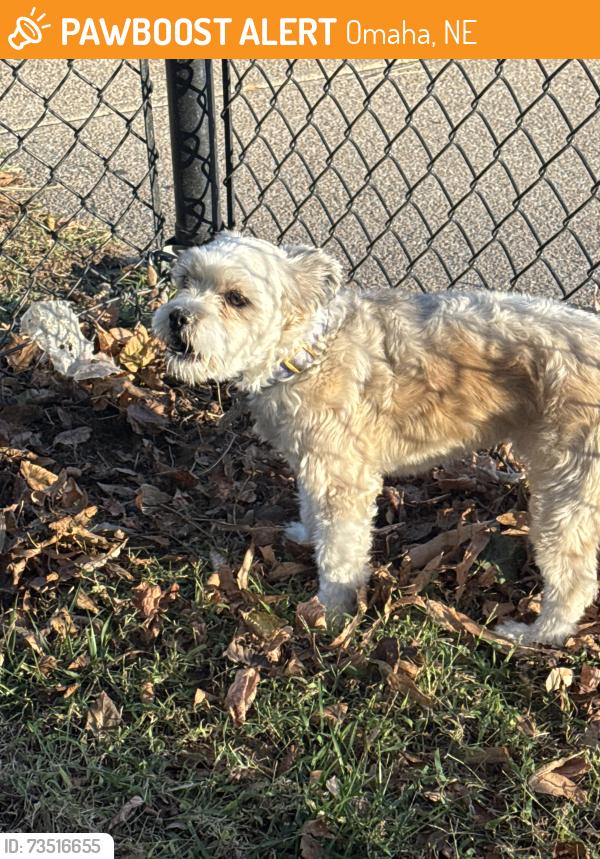 Found/Stray Unknown Dog last seen Near and pacific, Omaha, NE 68114