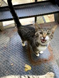 Found/Stray Unknown Cat last seen Washington & Leavitt St., Chicago, IL 60612