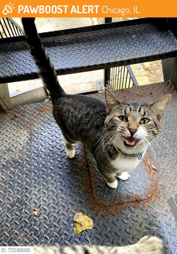 Found/Stray Unknown Cat last seen Washington & Leavitt St., Chicago, IL 60612