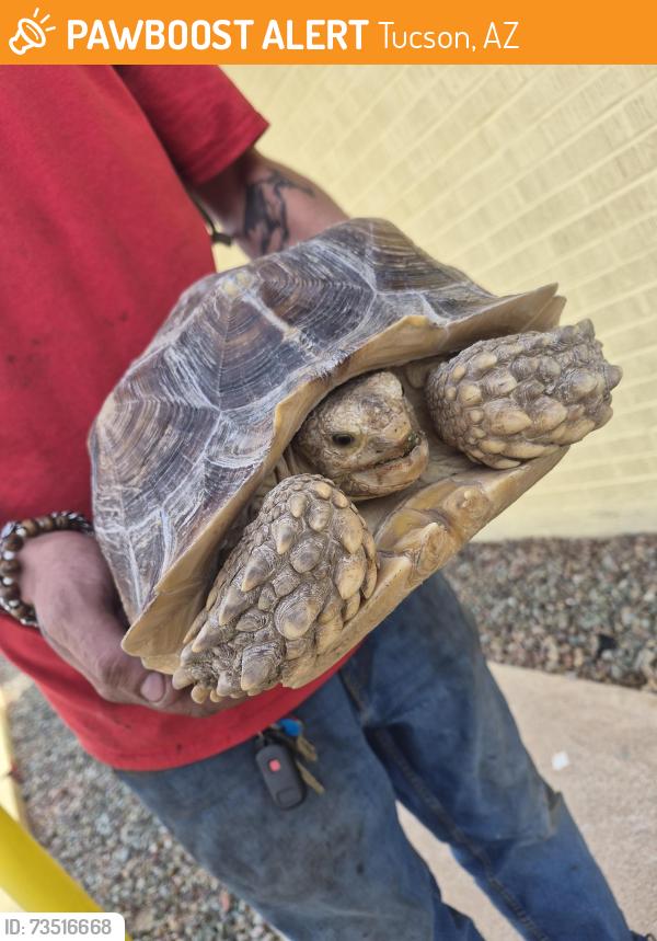 Found/Stray Unknown Reptile last seen 22nd/Craycroft, Tucson, AZ 85711