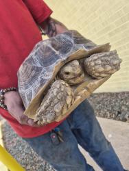 Found/Stray Unknown Reptile last seen 22nd/Craycroft, Tucson, AZ 85711
