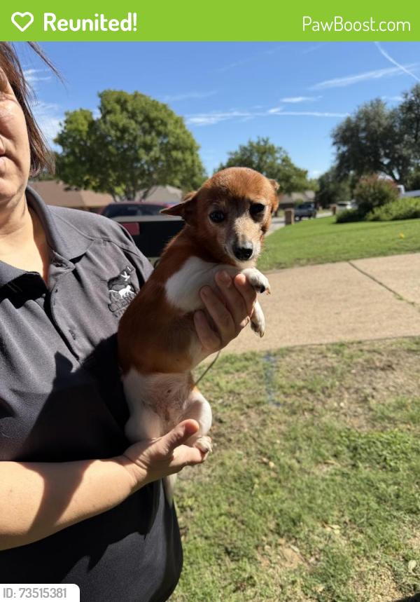 Reunited Female Dog last seen country club rd, Cleburne, TX 76033