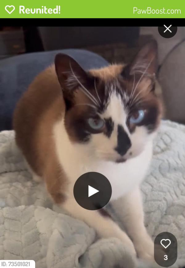 Reunited Female Cat last seen Near Springhollow Ct, Oklahoma City, OK 73120, USA, Oklahoma City, OK 73120