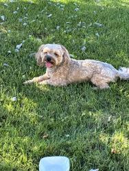 Found/Stray Male Dog last seen Washington, Santa Ana, CA 92706