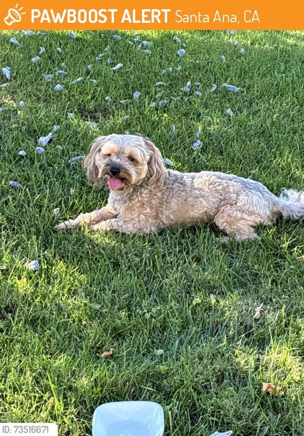 Found/Stray Male Dog last seen Washington, Santa Ana, CA 92706