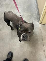 Shelter Stray Male Dog last seen Near E 3rd Avenue, SPOKANE, WA, 99202, 6815 E Trent Ave, Spokane, WA 99212, USA