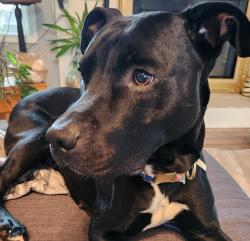 Shelter Stray Female Dog last seen SE 202nd Ave & NW Division St, GRESHAM, OR, 97030, 1700 W Historic Columbia River Hwy, Troutdale, OR 97060, USA
