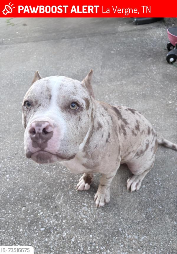 Lost Male Dog last seen heritage valley, La Vergne, TN 37086