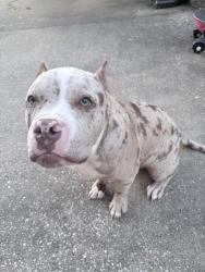 Lost Male Dog last seen heritage valley, La Vergne, TN 37086