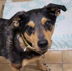 Shelter Stray Male Dog last seen SE 11th av and SE Alder st, OR, 1700 W Historic Columbia River Hwy, Troutdale, OR 97060, USA