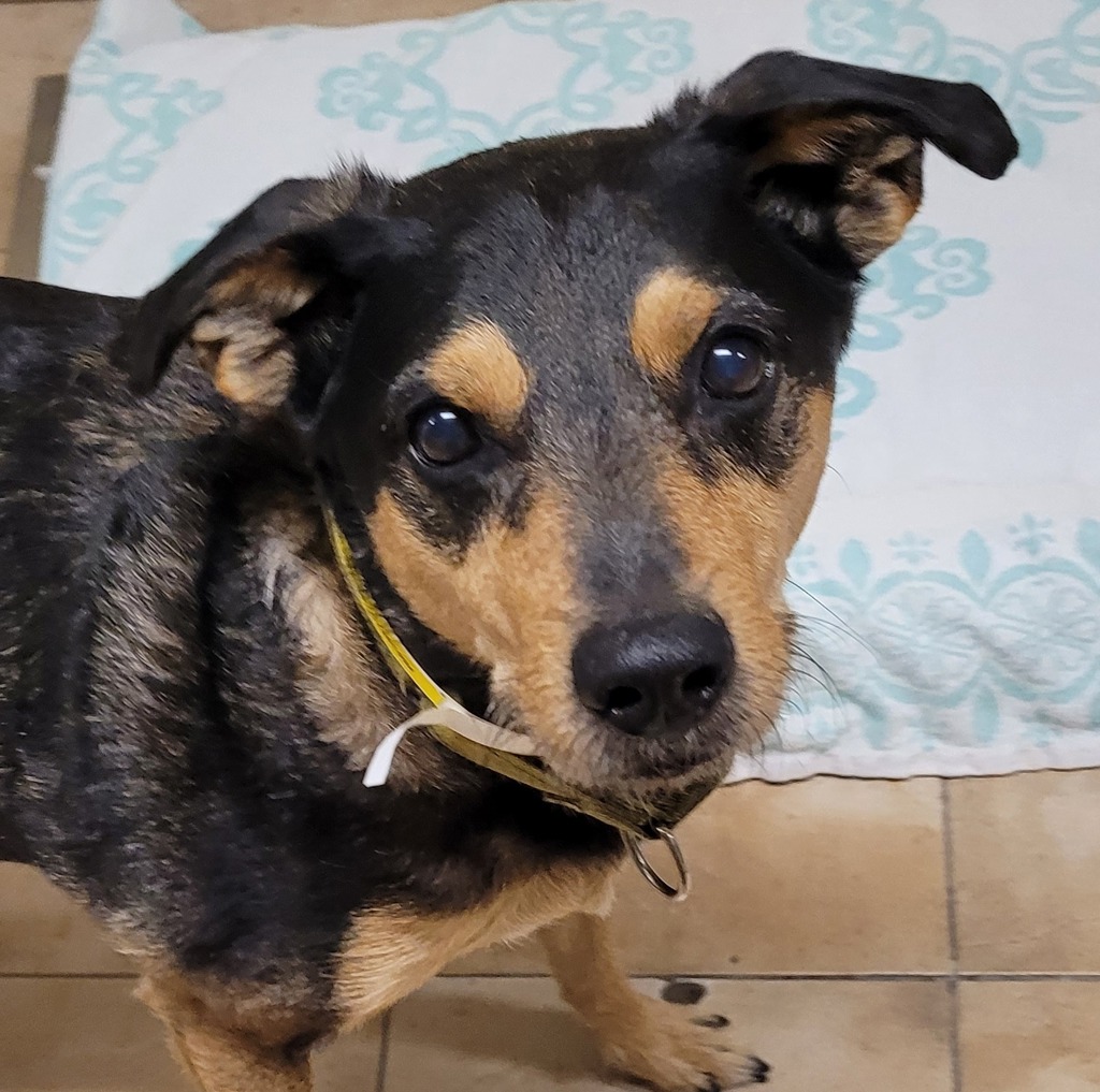 Shelter Stray Male Dog last seen SE 11th av and SE Alder st, OR, 1700 W Historic Columbia River Hwy, Troutdale, OR 97060, USA