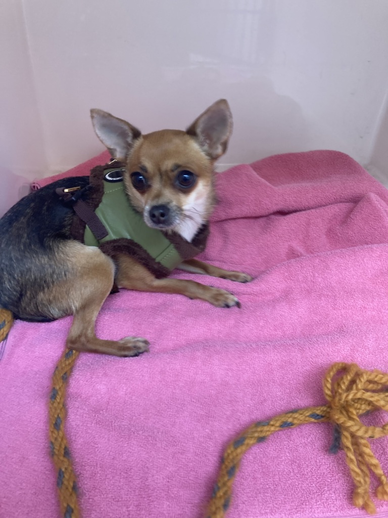 Shelter Stray Female Dog last seen N Williams Ave/ N Weidler St, OR, 1700 W Historic Columbia River Hwy, Troutdale, OR 97060, USA