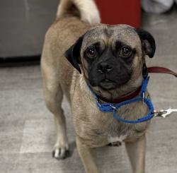 Shelter Stray Male Dog last seen Imperial Avenue, San Diego, CA, 92102, 5500 Gaines St, San Diego, CA 92110, USA