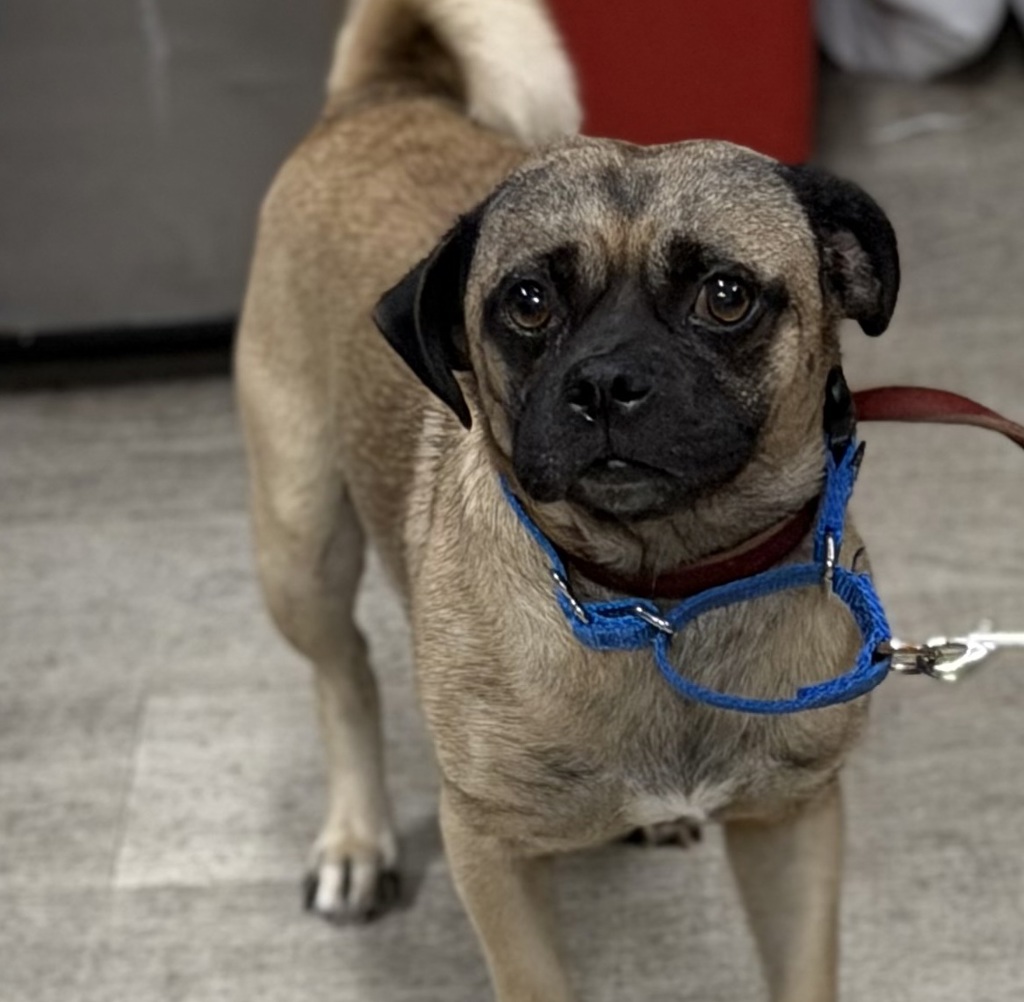 Shelter Stray Male Dog last seen Imperial Avenue, San Diego, CA, 92102, 5500 Gaines St, San Diego, CA 92110, USA