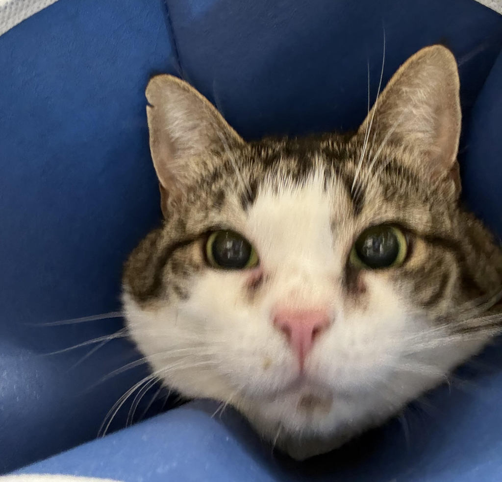 Shelter Stray Female Cat last seen NE 90th/ NE Prescott, PORTLAND, OR, 97220, 1700 W Historic Columbia River Hwy, Troutdale, OR 97060, USA