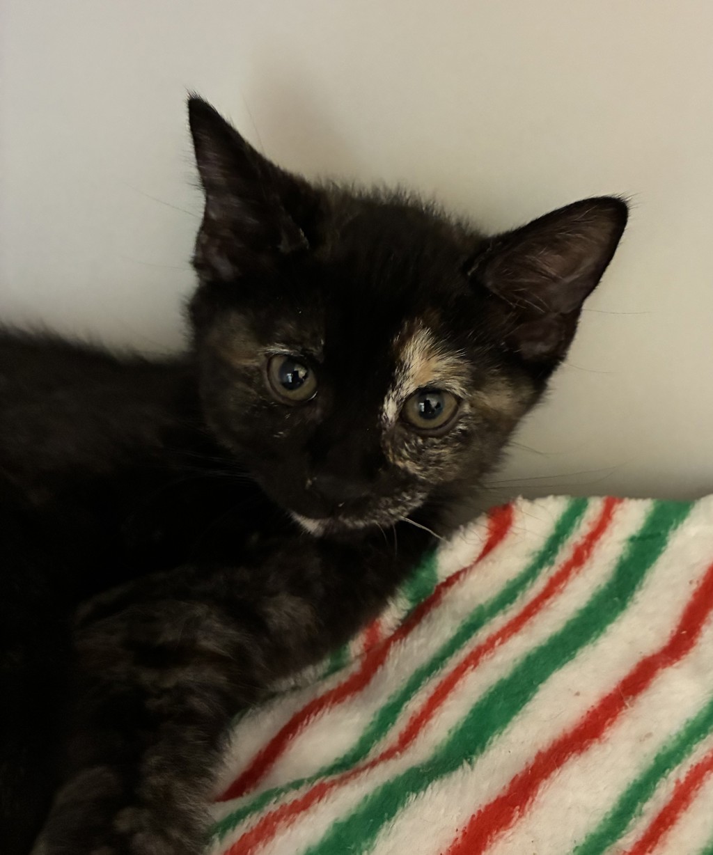 Shelter Stray Female Cat last seen 102nd / Stark, PORTLAND, OR, 97216, 1700 W Historic Columbia River Hwy, Troutdale, OR 97060, USA