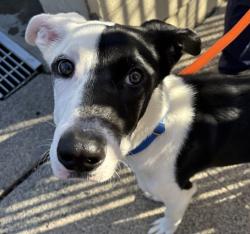 Shelter Stray Male Dog last seen SE 141st Ave & SE Division St, PORTLAND, OR, 97236, 1700 W Historic Columbia River Hwy, Troutdale, OR 97060, USA