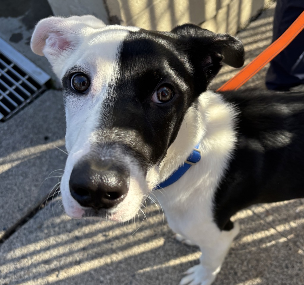 Shelter Stray Male Dog last seen SE 141st Ave & SE Division St, PORTLAND, OR, 97236, 1700 W Historic Columbia River Hwy, Troutdale, OR 97060, USA