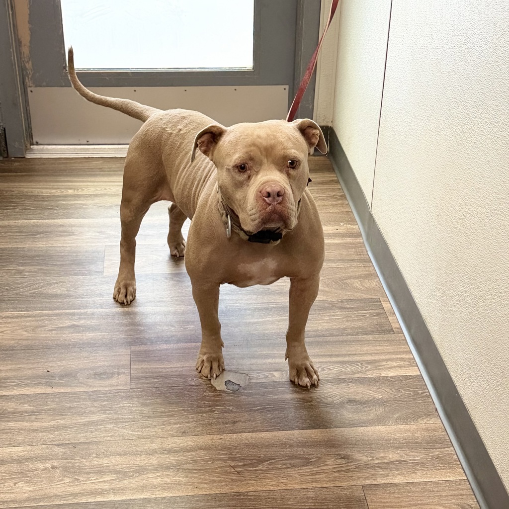 Shelter Stray Male Dog last seen Near Rio San Diego Drive, San Diego, CA, 92108, 5500 Gaines St, San Diego, CA 92110, USA