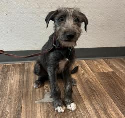 Shelter Stray Male Dog last seen Near Clairemont Drive, San Diego, CA, 92117, 5500 Gaines St, San Diego, CA 92110, USA
