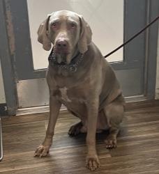 Shelter Stray Male Dog last seen Near Kane Street, San Diego, CA, 92110, 5500 Gaines St, San Diego, CA 92110, USA