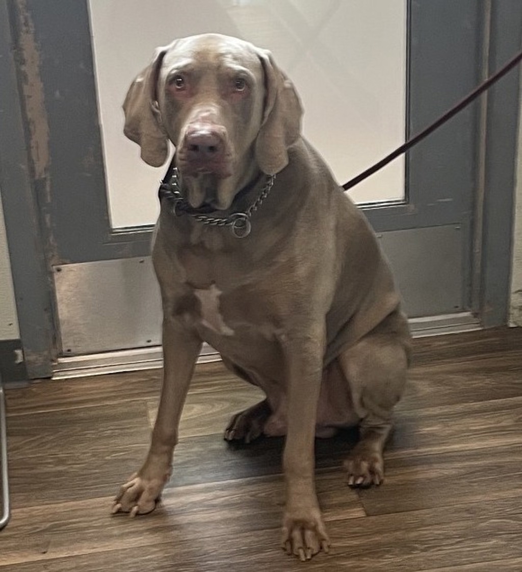 Shelter Stray Male Dog last seen Near Kane Street, San Diego, CA, 92110, 5500 Gaines St, San Diego, CA 92110, USA